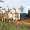 UWA Translocates Giraffes to Pian Upe